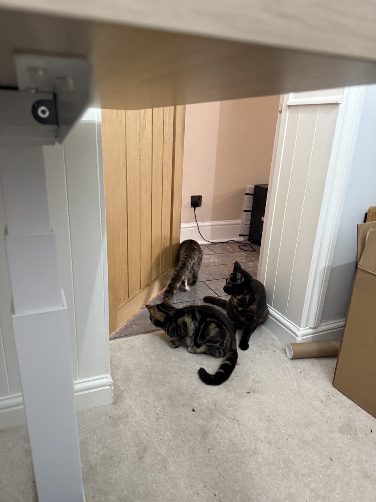 The Fur Babies Arrive, photo 1