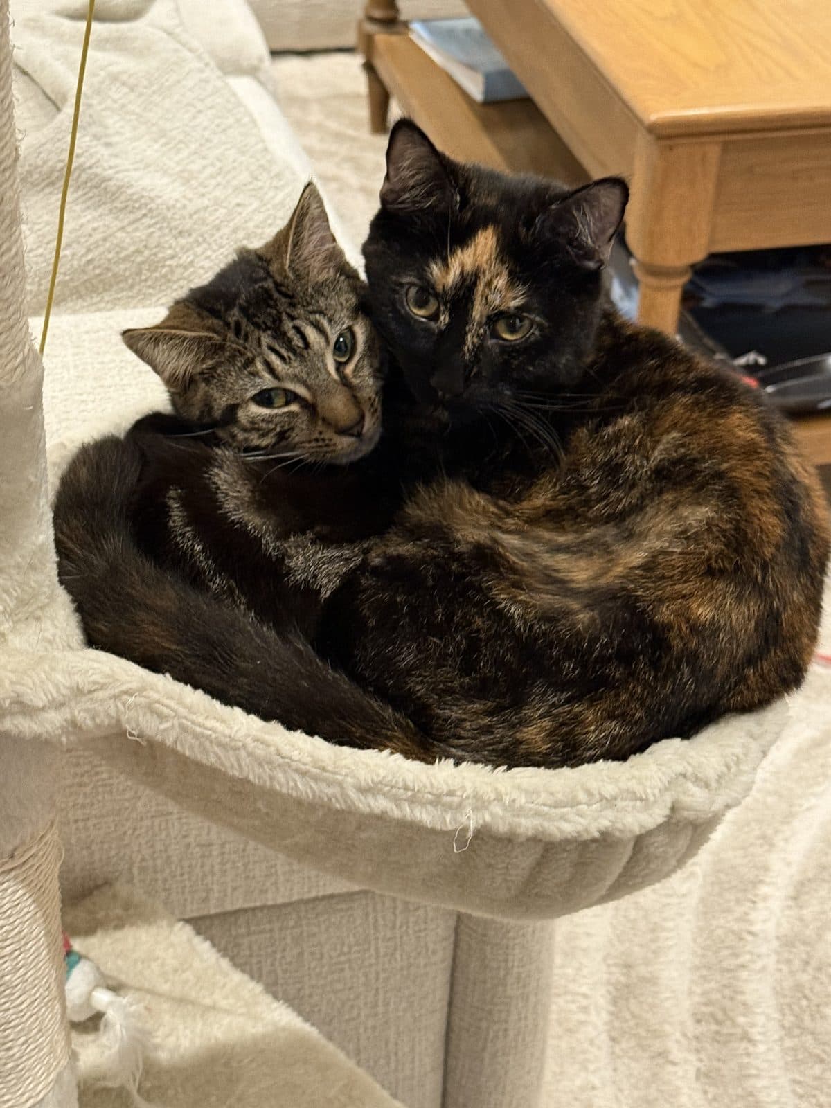 The Fur Babies Arrive, photo 2