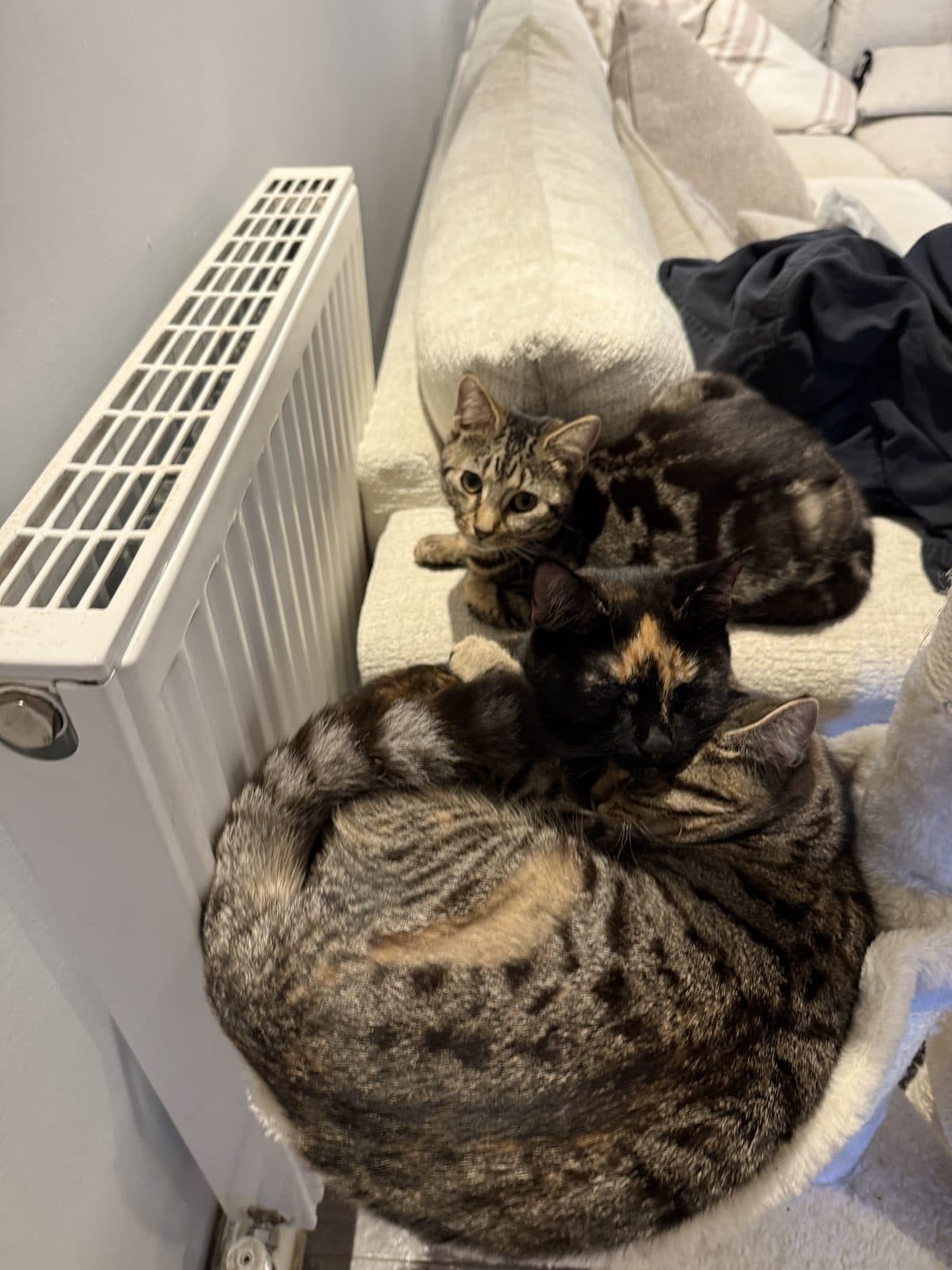 The Fur Babies Arrive, photo 6
